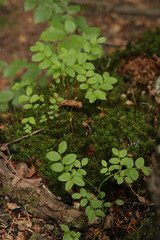 Clover, moss, fern, green leaves in the Carpathian forest.