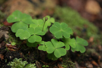 Clover, moss, fern, green leaves in the Carpathian forest.
