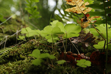 Clover, moss, fern, green leaves in the Carpathian forest.