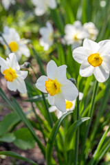 Narcissus flowers flower bed with drift yellow. White double daffodil flowers narcissi daffodils. 