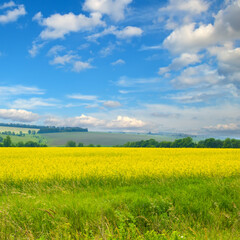 A field with rapeseed and blue sky.
