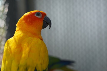 Colorful parrot caged in a cage
