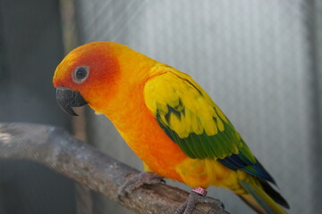 Colorful parrot caged in a cage