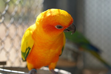 Colorful parrot caged in a cage