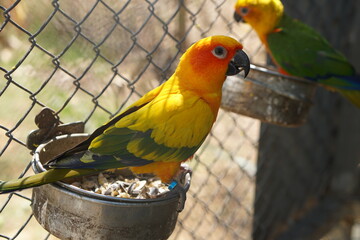 Colorful parrot caged in a cage