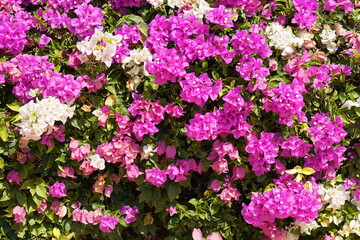 Obraz premium pink and white bougainvillea background
