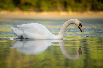 Cygne blanc sur un étang avec la réflexion de son corps sur l'eau, éclairé par le levé du...