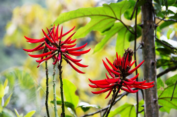 Red exotic flower found in Brazil