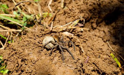 spider carrying nest with eggs