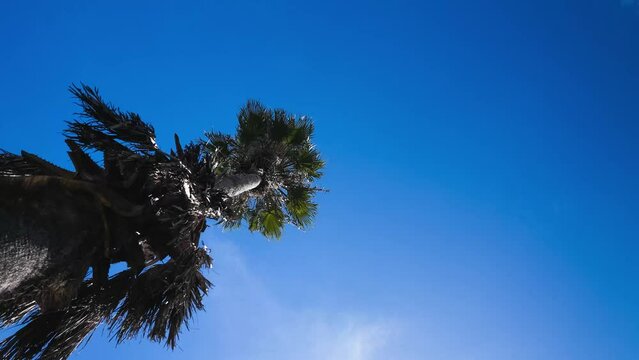 Upward perspective time lapse of a Palm tree with beautiful clear blue skies with whiffs and wafts of clouds moving by. taken during daytime with natural sunlight