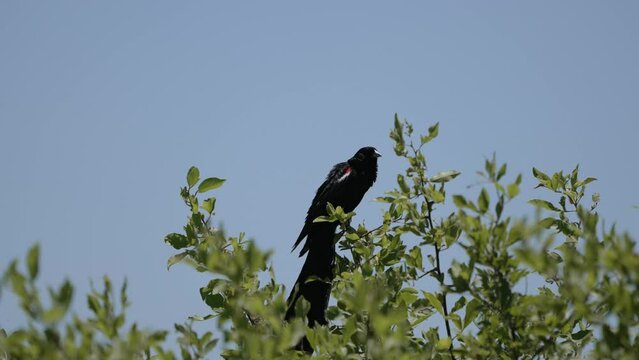 Long-tailed widowbird sitting perched in the top of a tree cleaning its self in the wild of the bushveld of Rietvlei nature reserve of South Africa