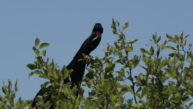 Long-tailed widowbird sitting perched in the top of a tree cleaning its self in the wild of the bushveld of Rietvlei nature reserve of South Africa