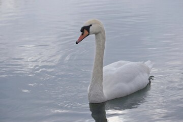 Ein Schwan