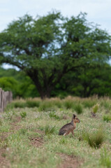 Patagonian cavi in Pampas grassland environment, La Pampa Province, , Patagonia , Argentina