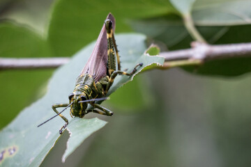 A cricket devouring plant.