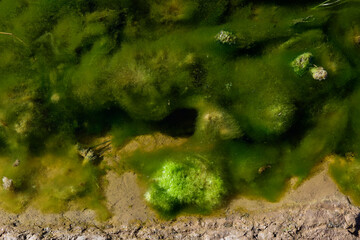 Green algae in aquatic environment , Patagonia, Argentina.