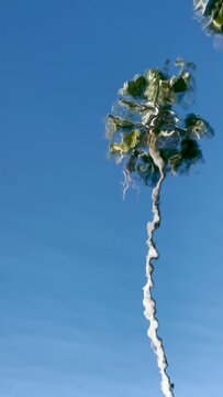 Abstract palm reflection in deep blue water