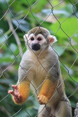 Monkey See, Monkey Zoo