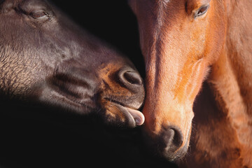 Horses heads on a black background.