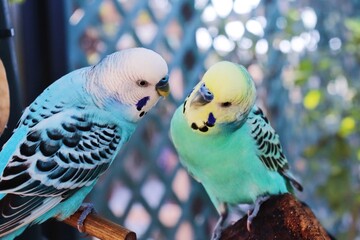 Love Birds