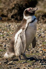 Naklejka premium Magellanic penguin standing on the beach.