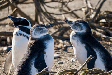 Magellanic penguins on their nest in the bushes.