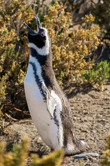Naklejka premium Penguin in the nest on the beach. Magellanic penguin.