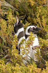 A pair of penguins in the nest of a bush. Magellanic penguin.