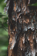 Fototapeta premium texture