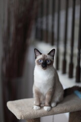 Blue eyes on this Siamese cat. 