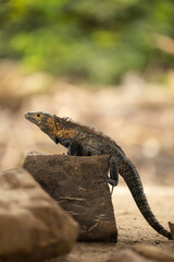 Fototapeta premium iguanas en la playa