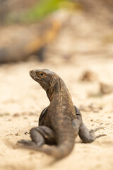 iguanas en la playa