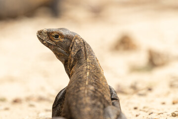 iguanas en la playa