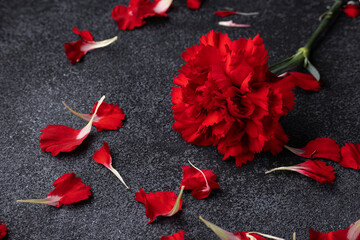 A red carnation flower, petals scattered around, isolated on a gray textured background.