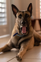Portrait of Shepherd dog with open mouth laying on the floor at home. Cute surprised dog.