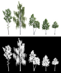 Set of 3D birch trees  isolated on PNGs transparent background with alpha canal, Use for visualization in graphic design