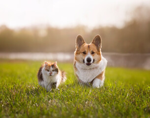 friends pets a cat and a corgi dog walk on the green grass in a sunny spring meadow