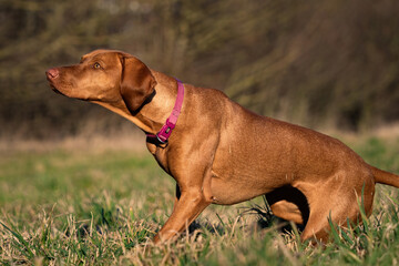 A ungarian magyar vizsla dog closeup in jena