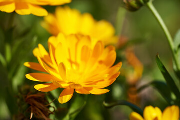 Fresh calendula flowers growing in a garden