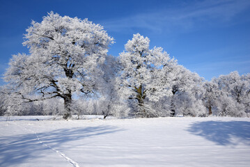 piękny zimowy widoczek, puzzle zimowe zimowy obrazek, alejka lip, drzewa zimą, czas na kulig,...