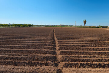 fotografia de la huerta de valencia