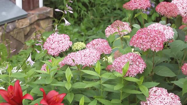 hydrangea pink anabel in garden design .Nearby crimson astilbes,variegated hosta,lilies OT hybrids