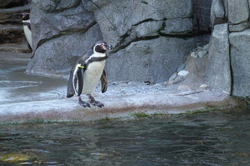 Humboldt penguins are found along the coast of Peru and Chile in the Humboldt current.  © LifeisticAC