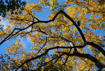 autumn tree against sky