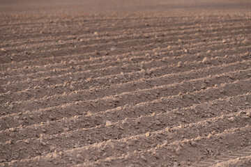 Fototapeta na wymiar A large plowed agricultural field. The endless ranks of the beds are ready for the growth of the new crop