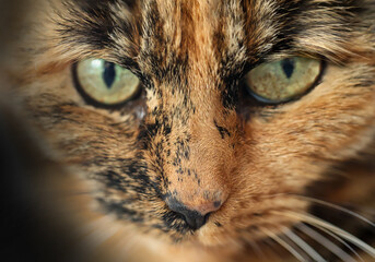 Portrait eines Stubentigers, einer Katze mit rotbraunen Fell.
