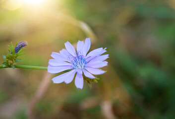 Die Blaue Blüte einer Wegwarte, Cichorium intybus L.
