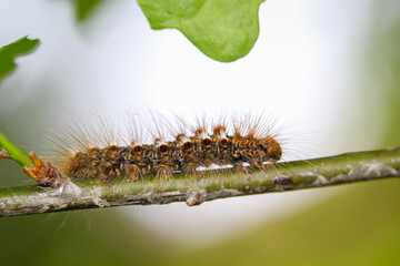 Die Raupe eines Goldafters, Schmetterlings auf einer Pflanze.
