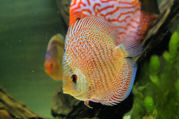 Porträt, Nahaufnahme eines Diskusfisches. Diskus im Aquarium. Amazonasbecken.
