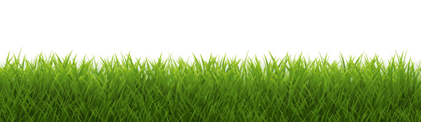 Fototapeta premium green grass isolated on white background